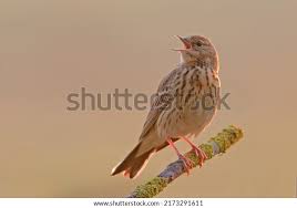 Attēlu rezultāti vaicājumam “Anthus trivialis”