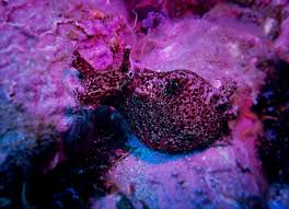 Image result for Mesocentrotus franciscanus