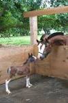 Clydesdale Country :: Home of the gentle giants