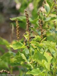 Attēlu rezultāti vaicājumam “Chenopodium bonus-henricus”