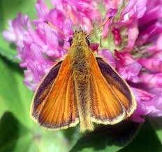 Attēlu rezultāti vaicājumam “Thymelicus lineola underside”