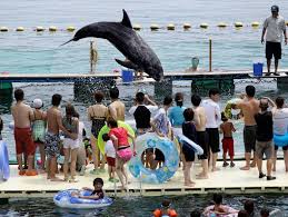 Image result for japan dolphin slaughter