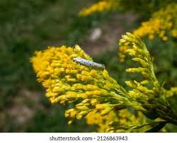Attēlu rezultāti vaicājumam “Yponomeuta evonymella imago”