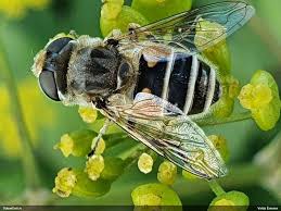 Attēlu rezultāti vaicājumam “Badhamia juliae macro”