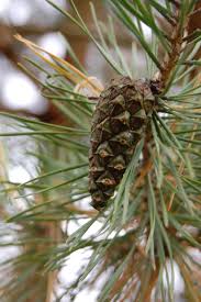 Attēlu rezultāti vaicājumam “Pinus sylvestris fruit”