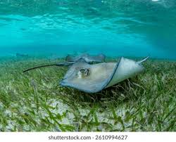 Image result for Hypanus longus