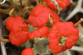 Attēlu rezultāti vaicājumam “Cladonia coccifera”