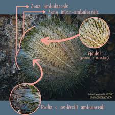 Attēlu rezultāti vaicājumam “Riccia canaliculata”