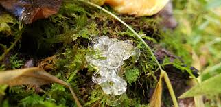 Attēlu rezultāti vaicājumam “Lignydium muscorum macro”