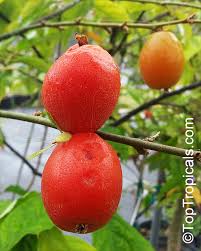 Attēlu rezultāti vaicājumam “Eriophorum latifolium fruit”