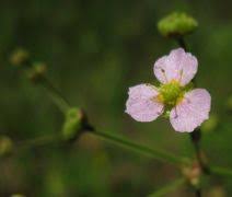 Attēlu rezultāti vaicājumam “Alisma gramineum”