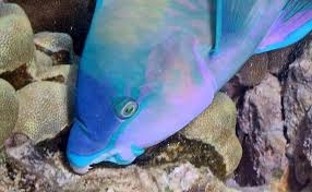 Image result for Scarus psittacus