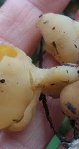 Attēlu rezultāti vaicājumam “Sowerbyella radiculata”