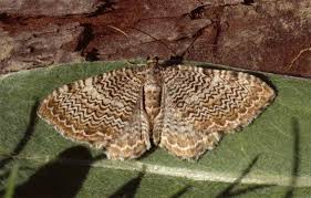 Attēlu rezultāti vaicājumam “Hydria undulata”