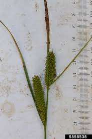 Attēlu rezultāti vaicājumam “Carex rostrata”