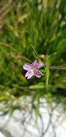 Attēlu rezultāti vaicājumam “Epilobium palustre”