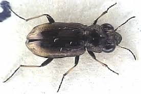 Attēlu rezultāti vaicājumam “Notiophilus biguttatus”