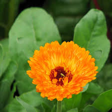 Attēlu rezultāti vaicājumam “Calendula officinalis”