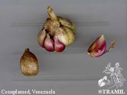 Attēlu rezultāti vaicājumam “Allium sativum fruit”