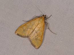 Attēlu rezultāti vaicājumam “Mecyna flavalis”