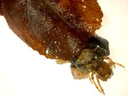 Attēlu rezultāti vaicājumam “Potamophylax”