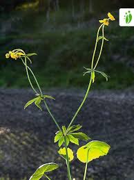 Attēlu rezultāti vaicājumam “Ranunculus cassubicus leaf”