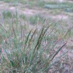 Attēlu rezultāti vaicājumam “Festuca ovina flower”