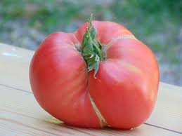 Afbeeldingsresultaat voor erdie family oxheart tomato