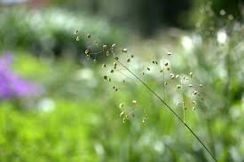 Attēlu rezultāti vaicājumam “Briza media fruit”