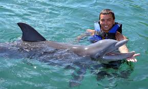 Image result for Adventure Dolphin