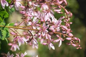 Image result for Diptam