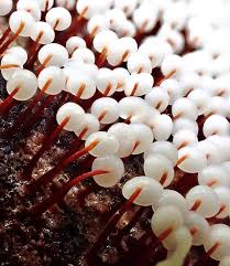 Attēlu rezultāti vaicājumam “Didymium sp.”