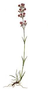 Attēlu rezultāti vaicājumam “Silene viscaria leaf”