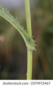Attēlu rezultāti vaicājumam “Sonchus arvensis subsp. uliginosus bud”