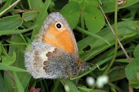 Attēlu rezultāti vaicājumam “Coenonympha pamphilus upperside”