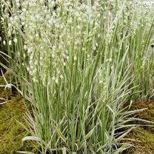 Attēlu rezultāti vaicājumam “Briza media”