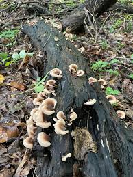 Attēlu rezultāti vaicājumam “Lentinellus ursinus”