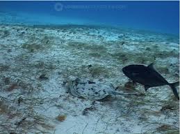 Image result for Caranx ruber