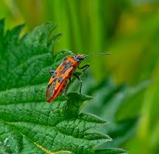Attēlu rezultāti vaicājumam “Corizus hyoscyami”