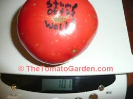 Afbeeldingsresultaat voor stump of the world tomato