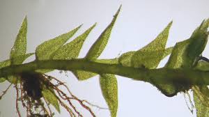 Attēlu rezultāti vaicājumam “Tritomaria exsecta”