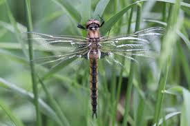 Attēlu rezultāti vaicājumam “Epitheca bimaculata”
