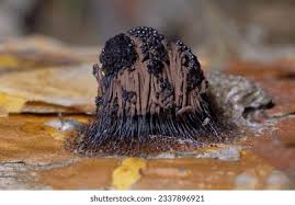 Attēlu rezultāti vaicājumam “Stemonitis fusca young”