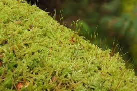 Attēlu rezultāti vaicājumam “Hypnum”