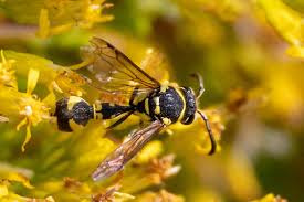 Attēlu rezultāti vaicājumam “Eumenes sp.”