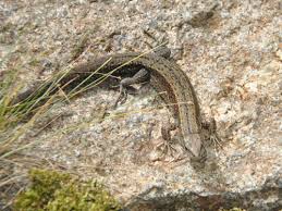 Attēlu rezultāti vaicājumam “Lacerta vivipara”