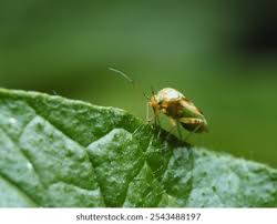 Attēlu rezultāti vaicājumam “Lygus pratensis imago”