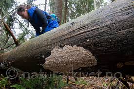 Attēlu rezultāti vaicājumam “Phlebia centrifuga”