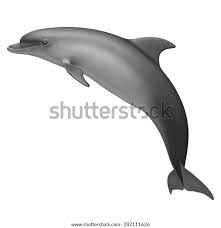 Image result for Tursiops truncatus