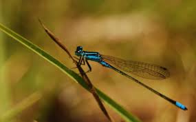 Attēlu rezultāti vaicājumam “Coenagrionidae”